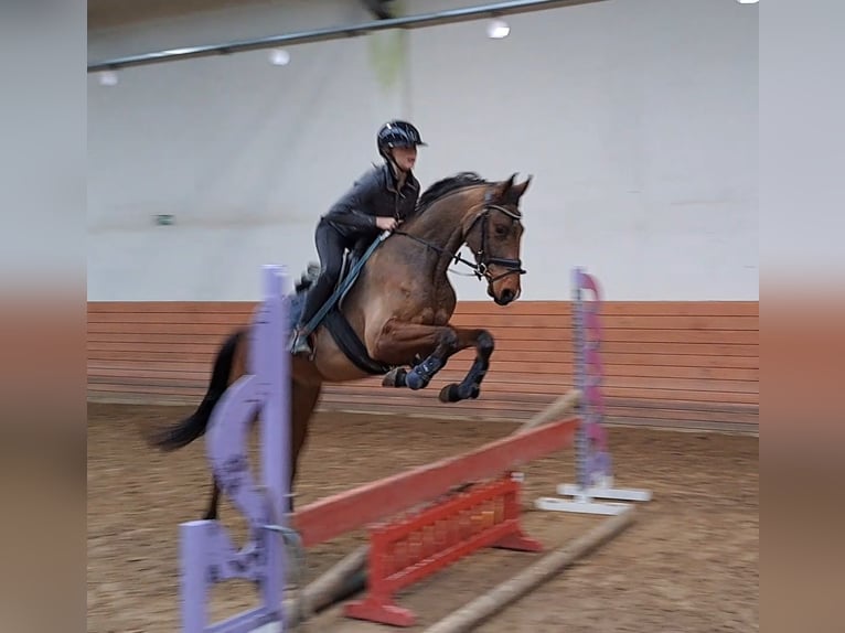 Polish Warmblood Gelding 4 years 15,3 hh Brown in Forst