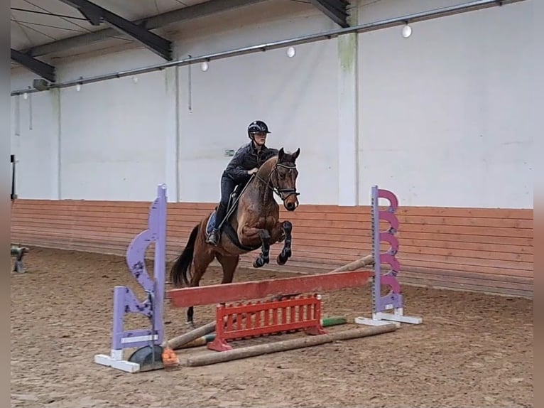 Polish Warmblood Gelding 4 years 15,3 hh Brown in Forst