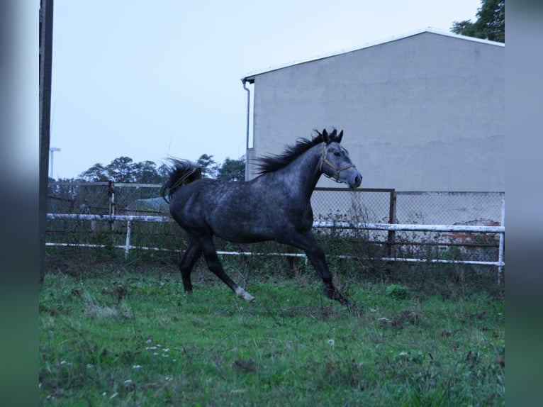 Polish Warmblood Gelding 4 years 16 hh Gray in Krauschwitz