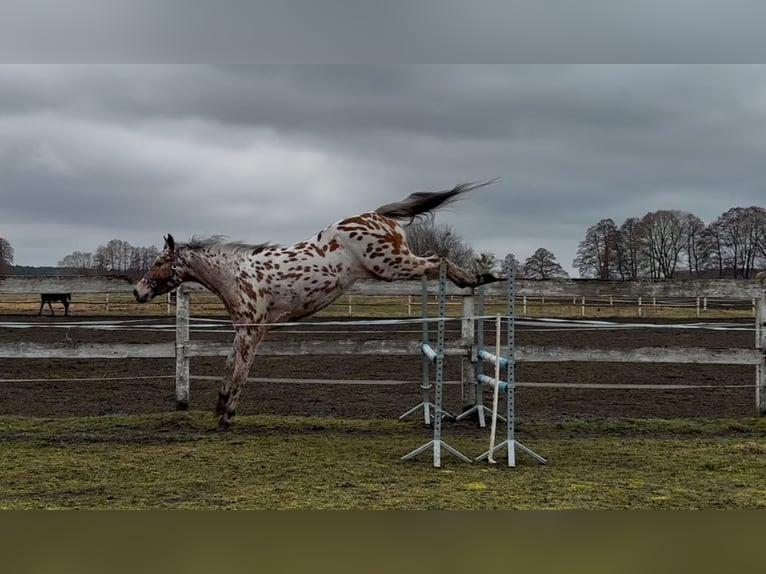 Polish Warmblood Gelding 4 years 16 hh Leopard-Piebald in Lussat