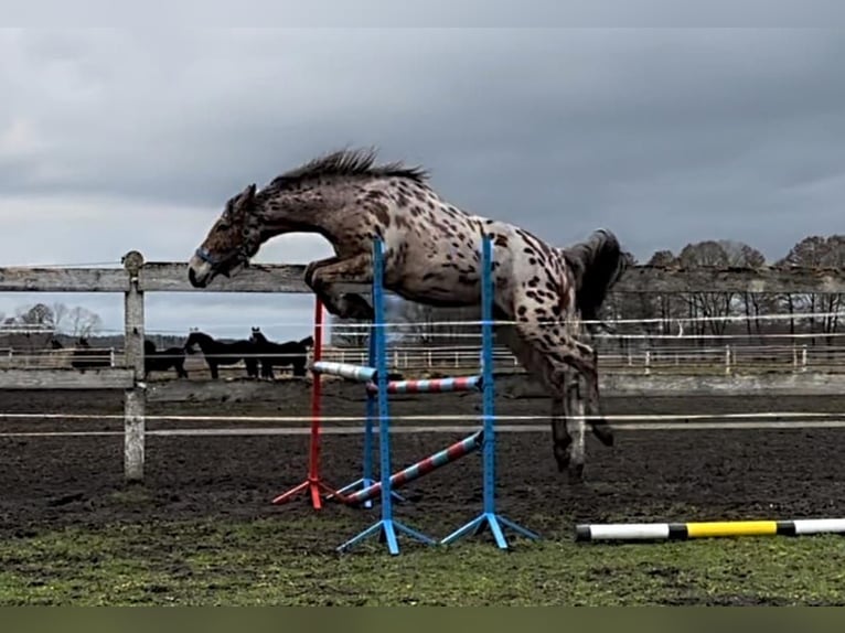 Polish Warmblood Gelding 4 years 16 hh Leopard-Piebald in Lussat