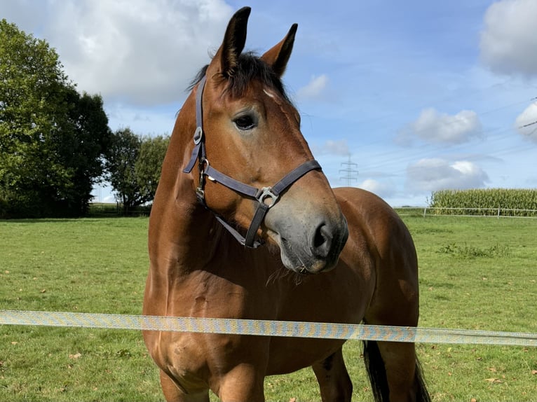 Polish Warmblood Gelding 4 years 16,1 hh Brown in Enger