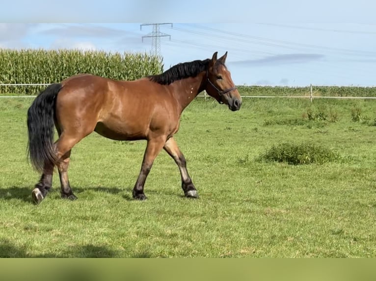 Polish Warmblood Gelding 4 years 16,1 hh Brown in Enger