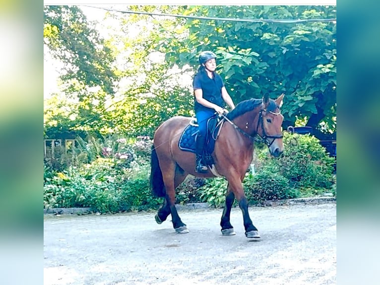 Polish Warmblood Gelding 4 years 16,1 hh Brown in Enger