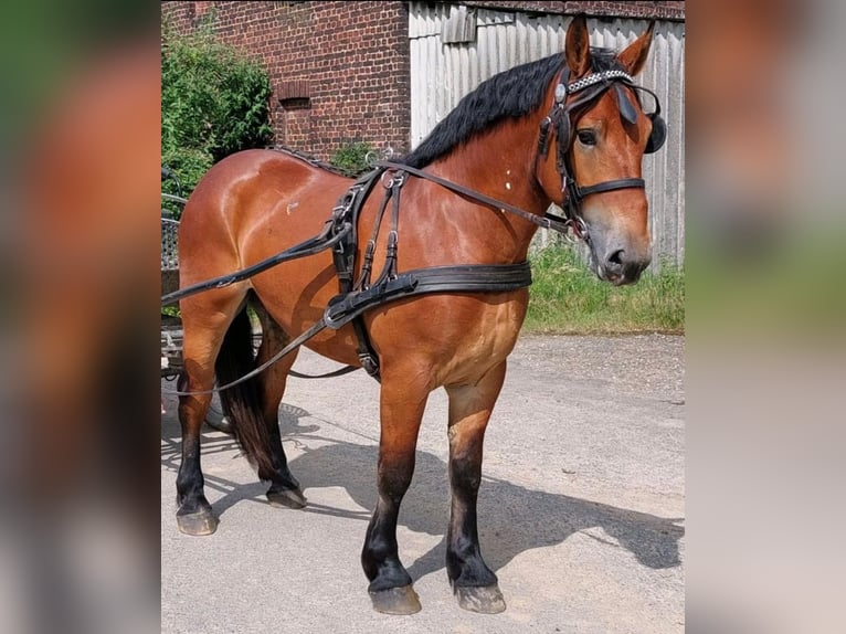 Polish Warmblood Gelding 4 years 16,1 hh Brown in Enger
