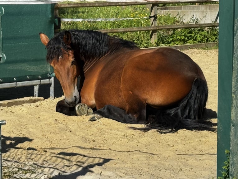 Polish Warmblood Gelding 4 years 16,1 hh Brown in Enger