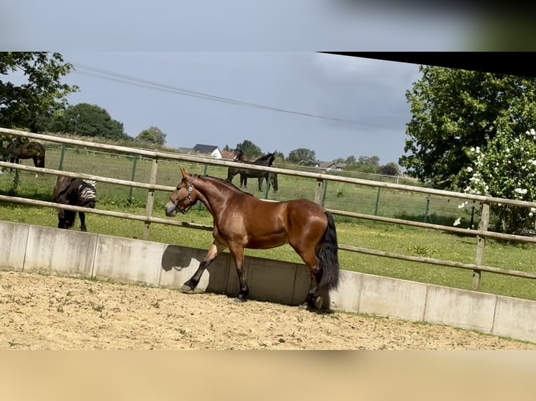 Polish Warmblood Gelding 4 years 16,1 hh Brown in Enger