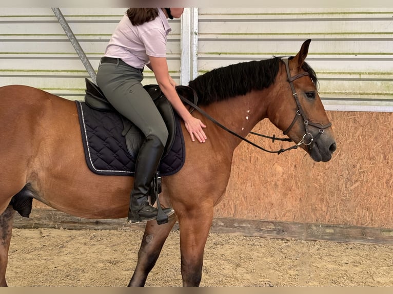 Polish Warmblood Gelding 4 years 16,1 hh Brown in Enger