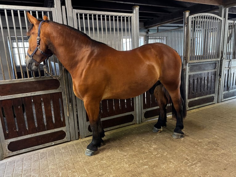 Polish Warmblood Gelding 4 years 16,1 hh Brown in Enger