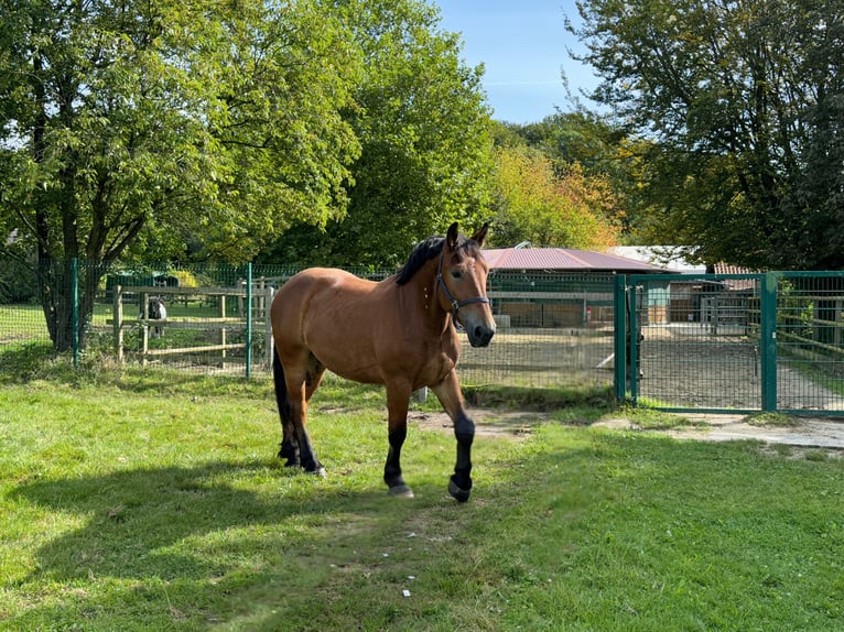 Polish Warmblood Gelding 4 years 16,1 hh Brown in Enger
