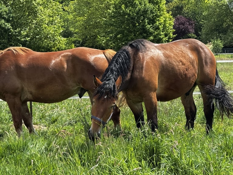 Polish Warmblood Gelding 4 years 16,1 hh Brown in Enger