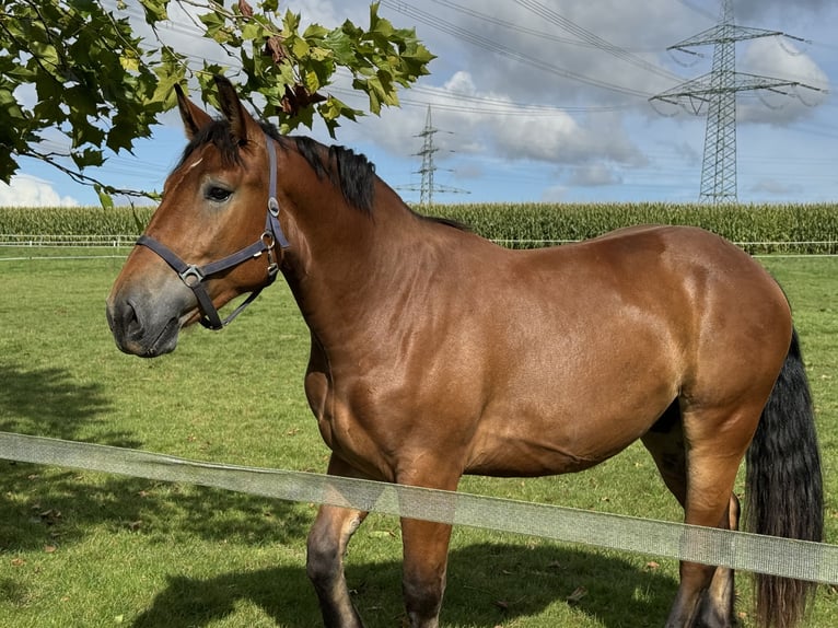 Polish Warmblood Gelding 4 years 16,1 hh Brown in Enger