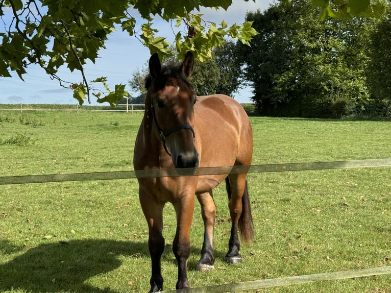 Polish Warmblood Gelding 4 years 16,1 hh Brown in Enger