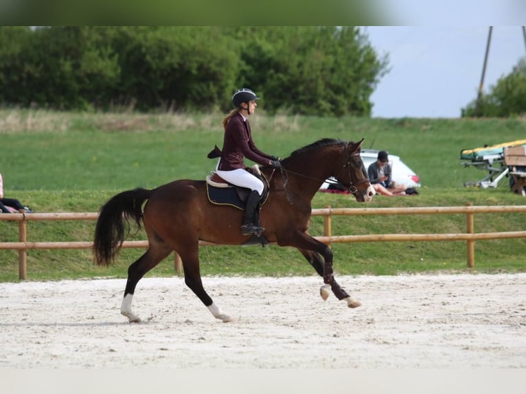 Polish Warmblood Gelding 4 years 17 hh Brown in Forst