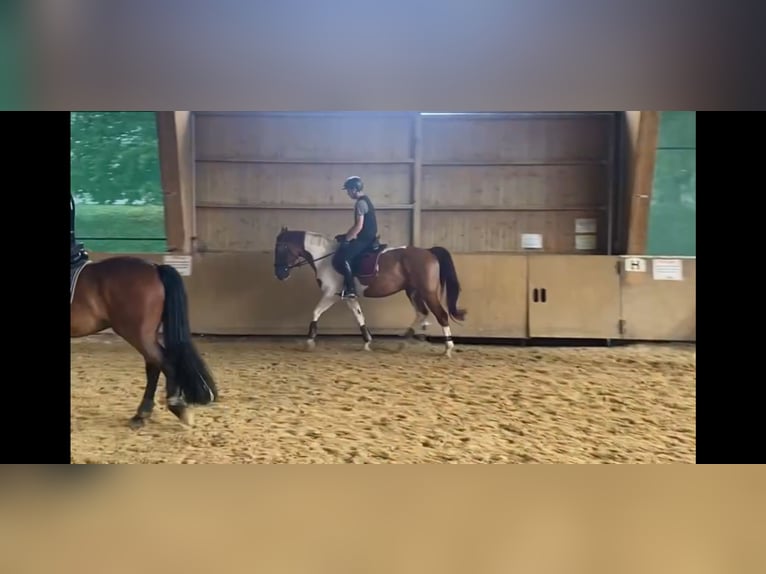 Polish Warmblood Gelding 5 years 15,1 hh Pinto in Düsseldorf