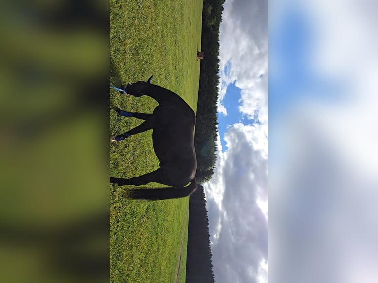 Polish Warmblood Gelding 5 years 15,2 hh Black in Zwönitz