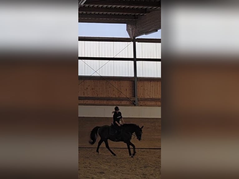 Polish Warmblood Gelding 5 years 15,2 hh Black in Zwönitz