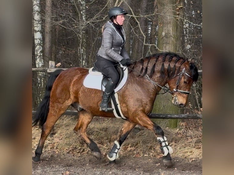 Polish Warmblood Gelding 5 years 15,2 hh Brown in Leer (Ostfriesland)