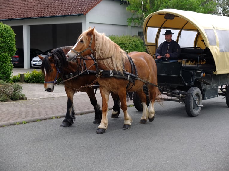 Polish Warmblood Mix Gelding 5 years 15,2 hh Chestnut-Red in Buttstädt