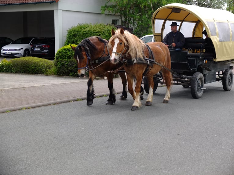 Polish Warmblood Mix Gelding 5 years 15,2 hh Chestnut-Red in Buttstädt