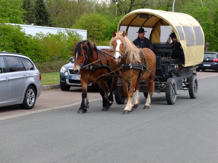 Polish Warmblood Mix Gelding 5 years 15,2 hh Chestnut-Red in Buttstädt