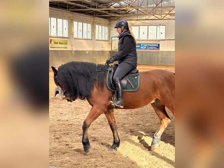 Polish Warmblood Gelding 5 years 16,1 hh Brown in Hof