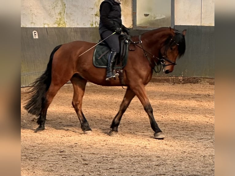 Polish Warmblood Gelding 5 years 16,1 hh Brown in Hof