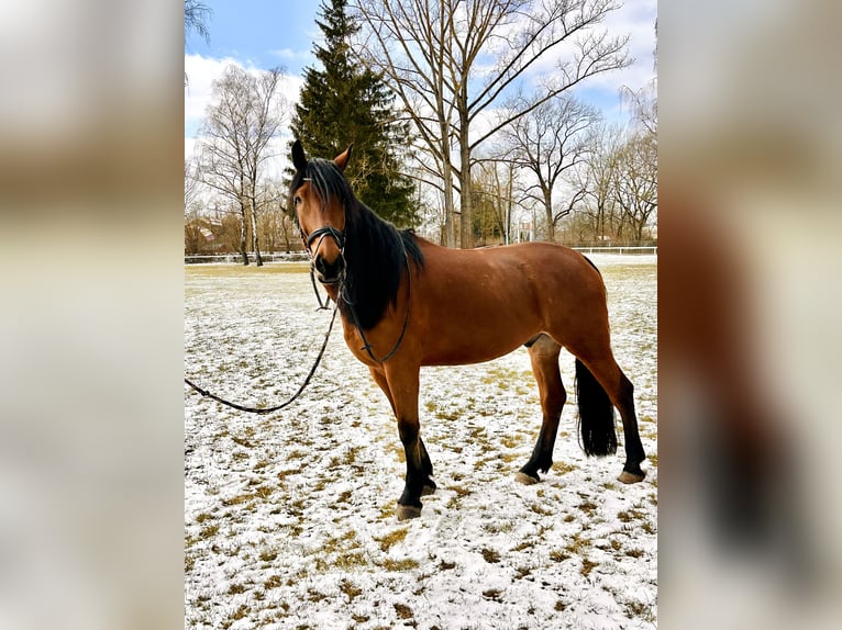 Polish Warmblood Gelding 5 years 16,1 hh Brown in Hof