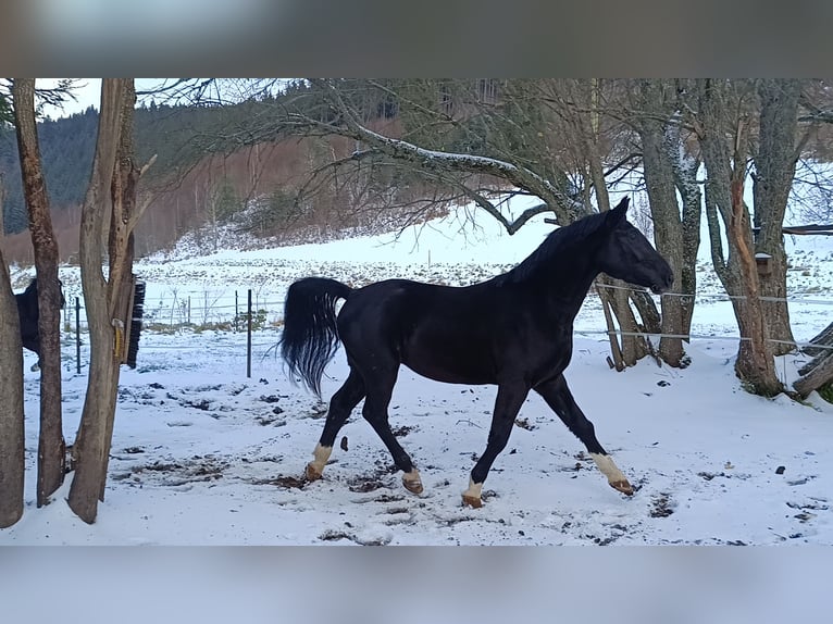 Polish Warmblood Gelding 5 years 16,2 hh Black in Titisee-Neustadt