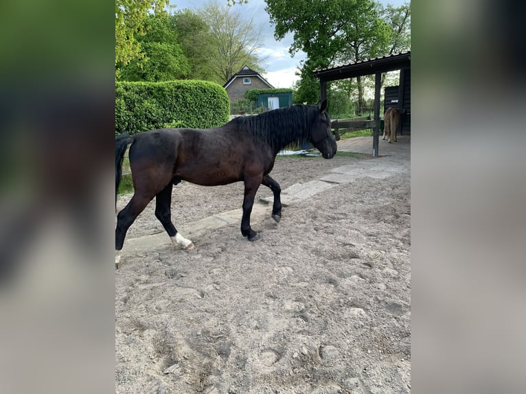 Polish Warmblood Gelding 5 years 16 hh Black in Ostrhauderfehn