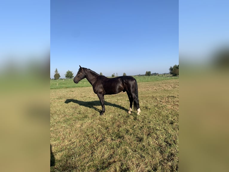 Polish Warmblood Gelding 5 years 16 hh Black in Ostrhauderfehn