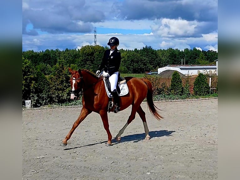 Polish Warmblood Gelding 5 years 16 hh Chestnut-Red in Forst