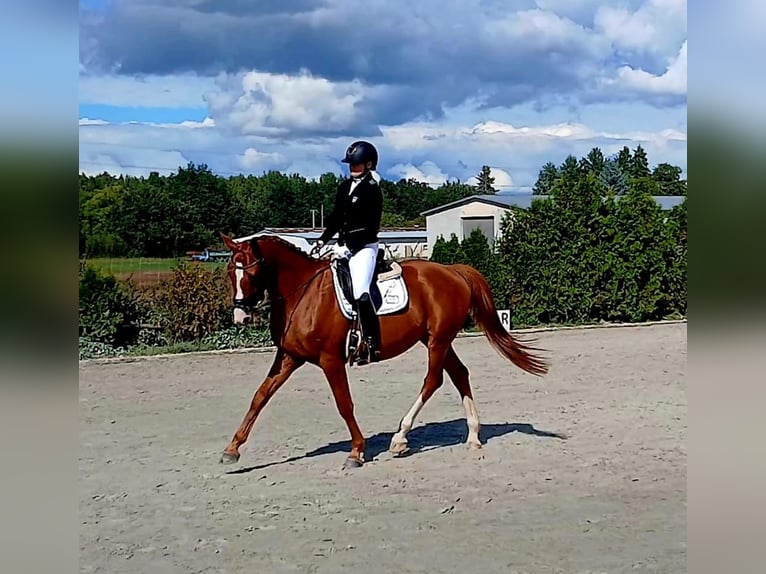 Polish Warmblood Gelding 5 years 16 hh Chestnut-Red in Forst
