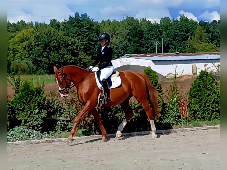 Polish Warmblood Gelding 5 years 16 hh Chestnut-Red in Forst