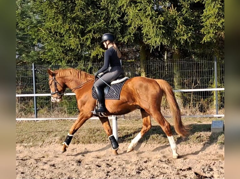 Polish Warmblood Gelding 5 years 16 hh Chestnut-Red in Forst