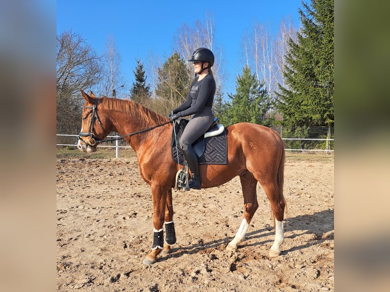 Polish Warmblood Gelding 5 years 16 hh Chestnut-Red in Forst