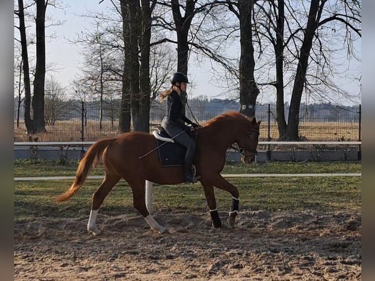 Polish Warmblood Gelding 5 years 16 hh Chestnut-Red in Forst