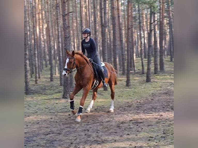 Polish Warmblood Gelding 5 years 16 hh Chestnut-Red in Forst