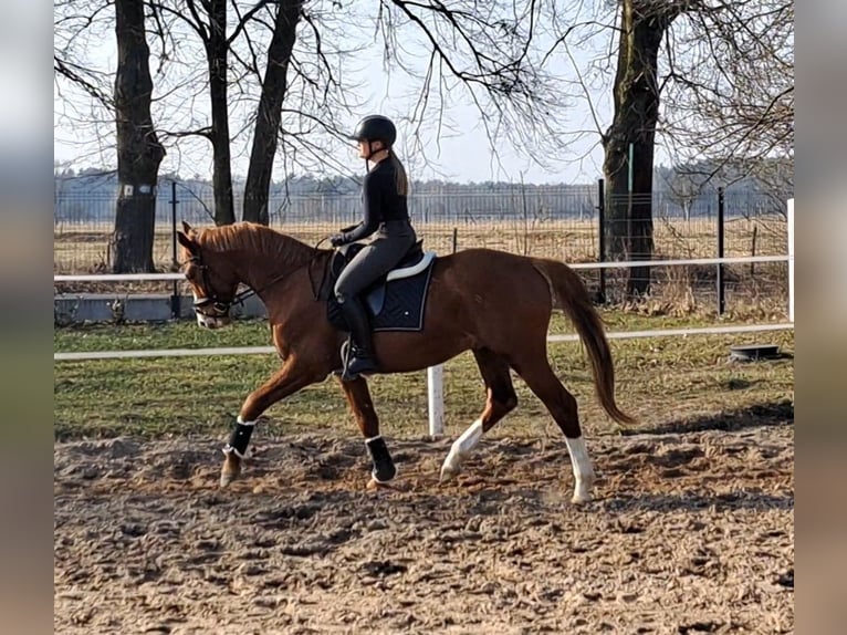 Polish Warmblood Gelding 5 years 16 hh Chestnut-Red in Forst