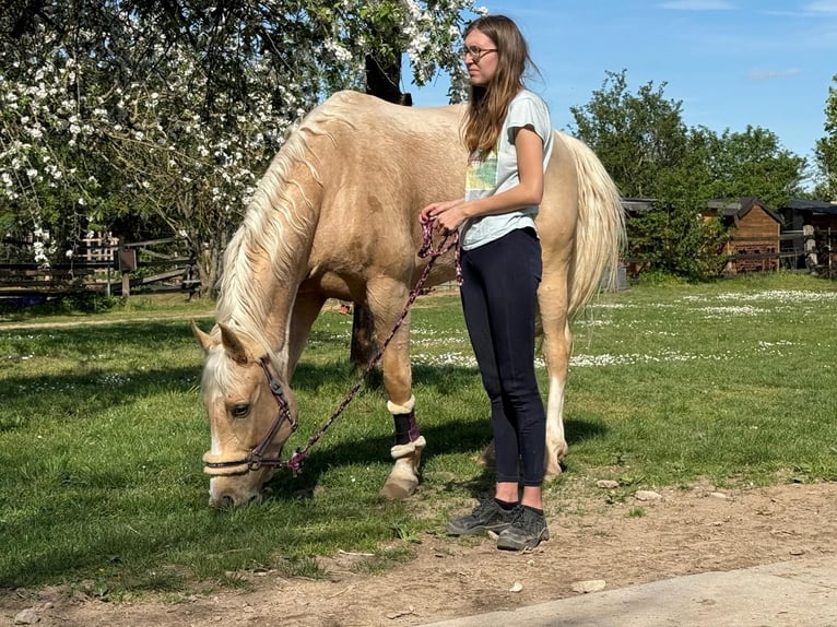 Polish Warmblood Gelding 5 years 16 hh Palomino in Obertshausen