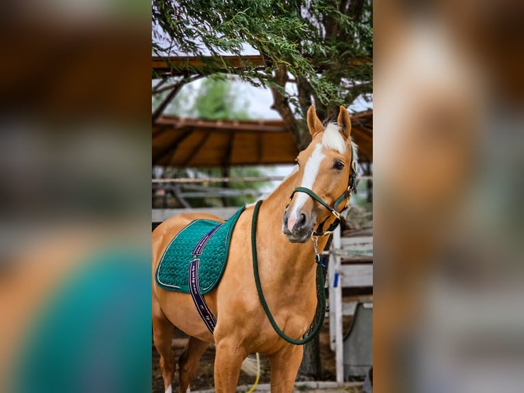 Polish Warmblood Gelding 5 years 16 hh Palomino in Kronenberg