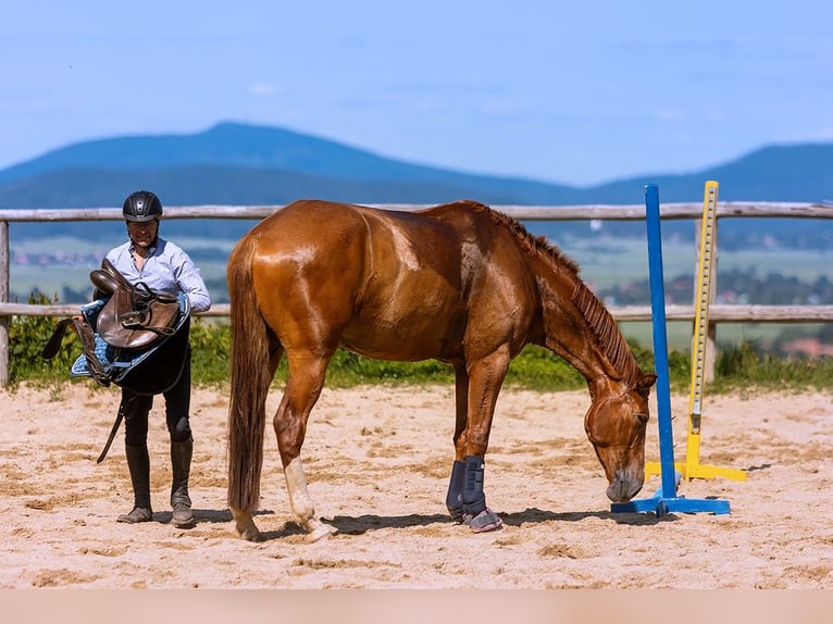 Polish Warmblood Gelding 5 years 17 hh Chestnut-Red in Lutomia G&#xF3;rna