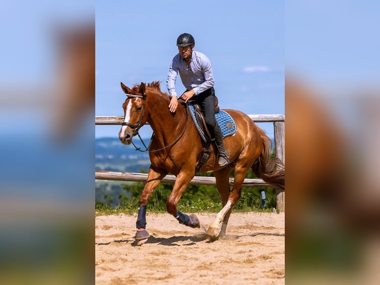 Polish Warmblood Gelding 5 years 17 hh Chestnut-Red in Lutomia G&#xF3;rna