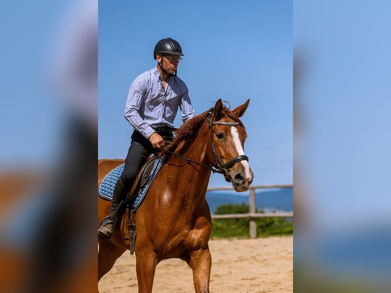 Polish Warmblood Gelding 5 years 17 hh Chestnut-Red in Lutomia G&#xF3;rna
