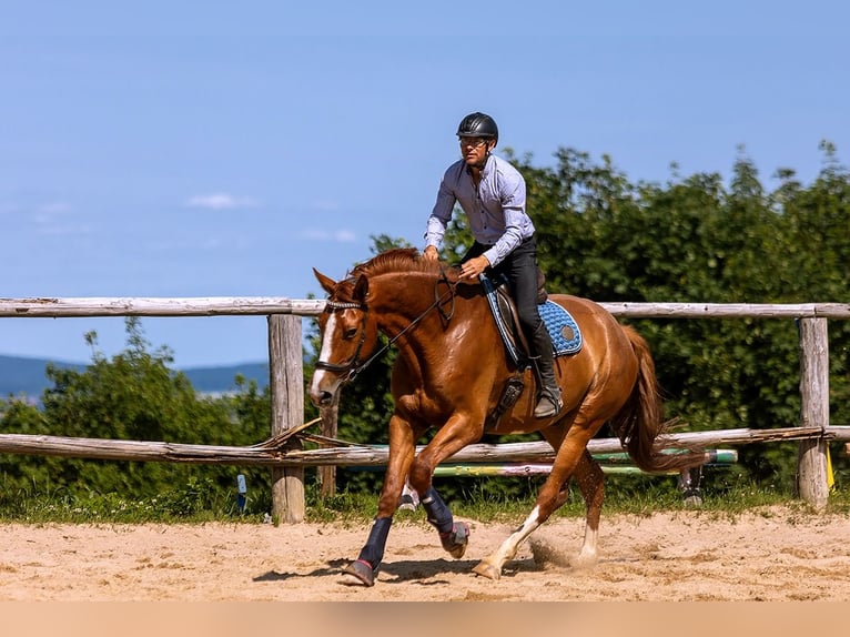Polish Warmblood Gelding 5 years 17 hh Chestnut-Red in Lutomia G&#xF3;rna