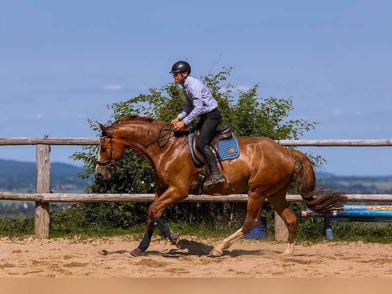 Polish Warmblood Gelding 5 years 17 hh Chestnut-Red in Lutomia G&#xF3;rna