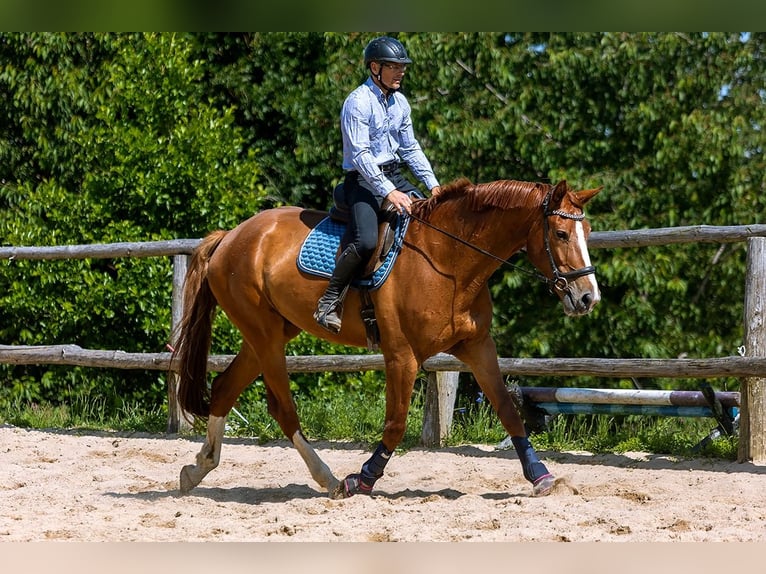 Polish Warmblood Gelding 5 years 17 hh Chestnut-Red in Lutomia G&#xF3;rna