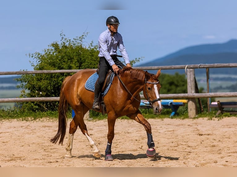Polish Warmblood Gelding 5 years 17 hh Chestnut-Red in Lutomia G&#xF3;rna