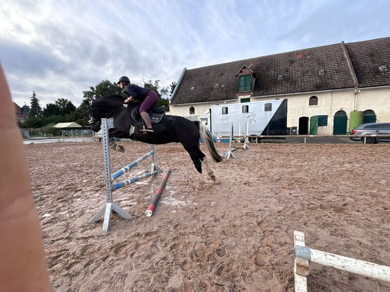 Polish Warmblood Mix Gelding 5 years 17 hh Pinto in Atzendorf