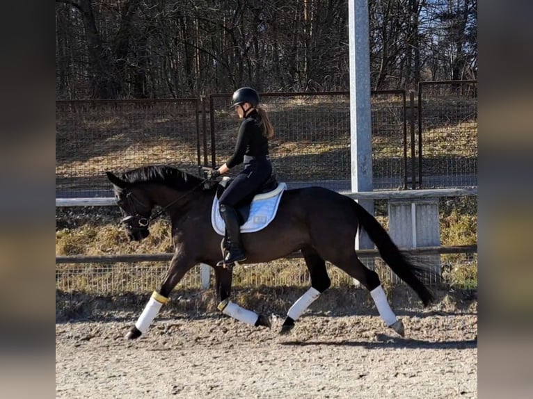 Polish Warmblood Gelding 6 years 15,2 hh Black in Forst